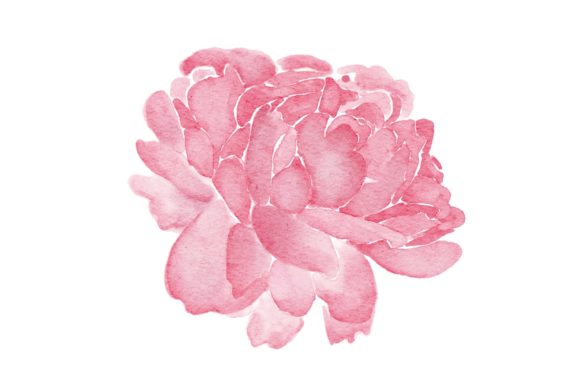 Peonies Pinak Flower Watercolor PNG: A Strategic Asset for Creative Professionals